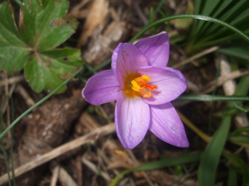 da determinare 1 - Crocus sp.